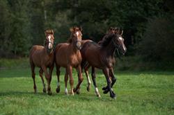 Stal ‘t Paradijs - Paardenopfok en geboortebegeleiding, Sint-Niklaas openingstijden