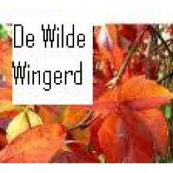 De Wilde Wingerd, Ieper openingstijden