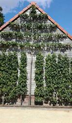 Museumtuin Gaasbeek, openingstijden