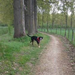 Dog Walk&Play - Dog Walking Walker - Brussels, Ukkel openingstijden