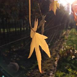 PRIVACY TREES - LEIBOMEN Wintergroene leibomen, leibomen groenblijvend en bladverliezend, Sint-Lievens-Houtem openingstijden