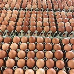 Bio-ei-Korbol, Kortijs openingstijden
