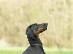 Dogsupport, Deinze openingstijden
