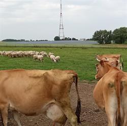 La ferme de la p'tite Jersey, Anderlues openingstijden