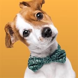 Bonmascota Benelux, Sint-Gillis-Waas openingstijden