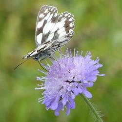 le Papillon, Nismes openingstijden