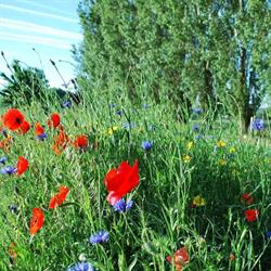 Ferme des Coquelicots, Willemeau openingstijden