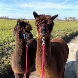 Alpaca Mundo, Denderwindeke openingstijden