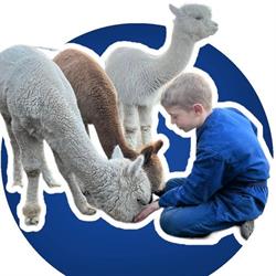Op't Heeseinde, Ham openingstijden