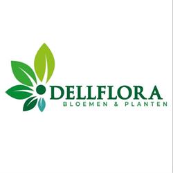 Dellflora, Tongeren openingstijden