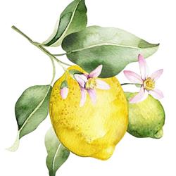 The Flavor of Happiness, Antheit openingstijden