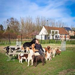 Doggy's Day Out, Oelegem openingstijden