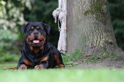 Rottweilers van 't Mehubehof, Tongeren openingstijden