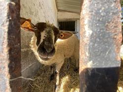 Ferme de l'Escafène, Thuin openingstijden