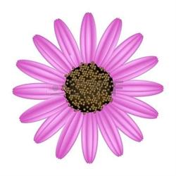 Bloemenateljee Daisy, Waregem openingstijden