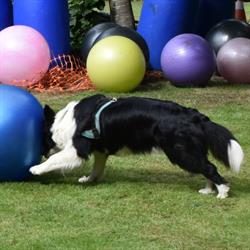 Click Club Canin Péruwelz, openingstijden