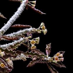 Observatoire du Monde des Plantes, Luik openingstijden