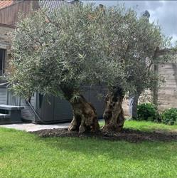 Olijfbomen, tropische planten en eikenhouten vaten, Loppem openingstijden