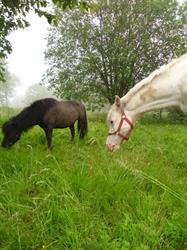 Asbl Au Pas Des Chevaux, Fleurus openingstijden
