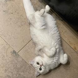 Kattenhotel Hontel, Lummen openingstijden