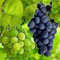 DK Arabian Wines, Mechelen openingstijden