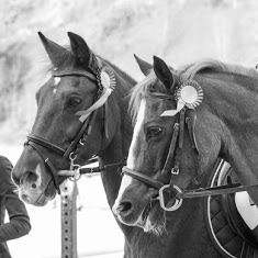 College Riding Of Cheval Roy, Mornimont openingstijden
