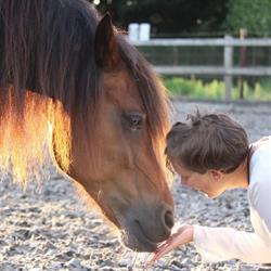 Horse Flow, Maldegem openingstijden