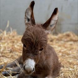 Les minis de durbuy, Tohogne openingstijden