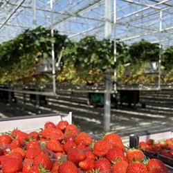 Royakkers Aardbeien Automaat, Kinrooi openingstijden