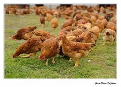 Coq des prés 'ferme de Chevronsart', Trooz openingstijden