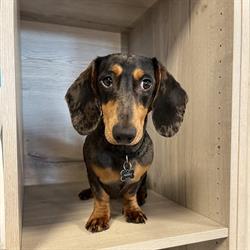 Vet-Solutions, pôle animaux de compagnie, Battice openingstijden
