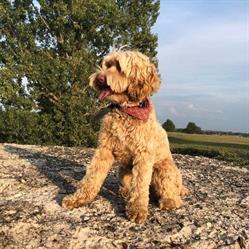 Jada's Doodles, Maasmechelen openingstijden