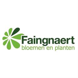 Faingnaert bloemen & planten, Lierde openingstijden