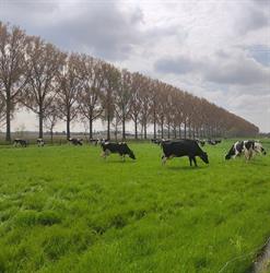 Clincke Hoevewinkel, Lievegem openingstijden