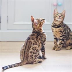 Luxury Home Cattery, Lummen openingstijden