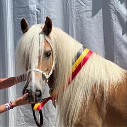 Livestock De Durbuy, Tohogne openingstijden