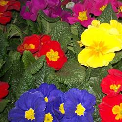 Matagne Tropical, Vodelée openingstijden