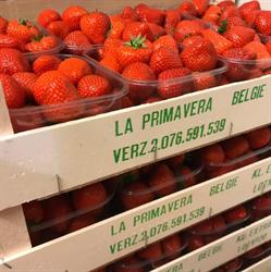 La Primavera Groenten Fruit Primeurs, Wenduine openingstijden